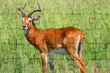 Kob jigsaw puzzle