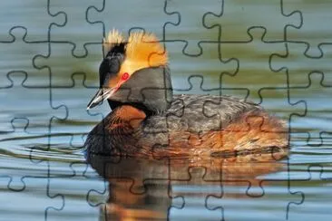 Svasso cornuto jigsaw puzzle