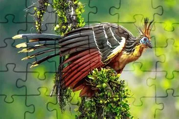 Hoatzin jigsaw puzzle