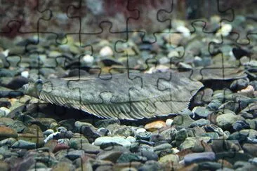 Hippoglossus jigsaw puzzle