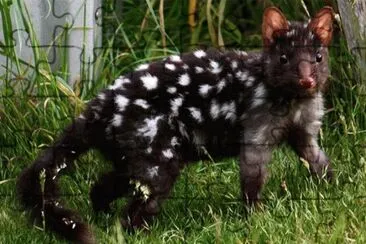 Quoll maculato