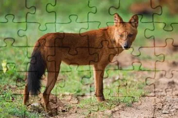 פאזל של Dhole