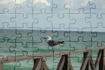 Gaviota jigsaw puzzle