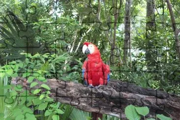 Guacamaya Roja jigsaw puzzle