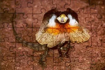 Clamidosauro jigsaw puzzle