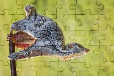 Galeopiteco jigsaw puzzle