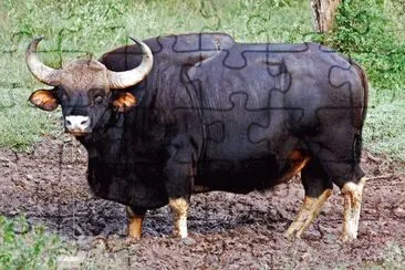 Gaur