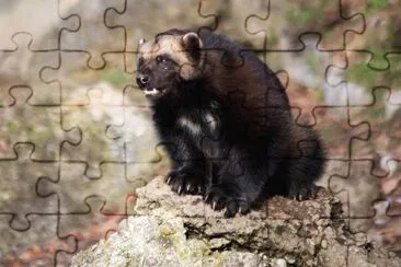 Ghiottone jigsaw puzzle