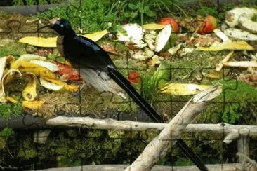 Uccello del paradiso dalla coda lunghissima