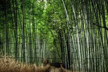 CaÃ±as de BambÃº, JapÃ³n