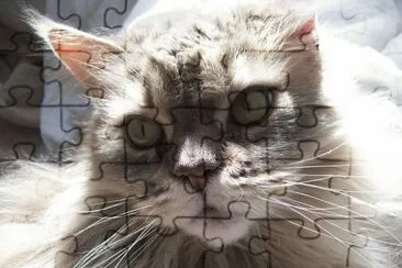 cats and brady jigsaw puzzle