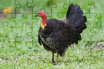 Megapodo australiano