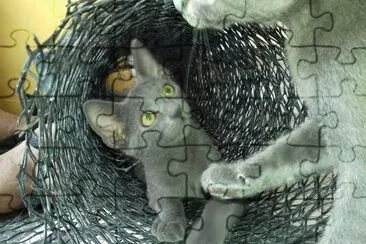 gatito en la malla jigsaw puzzle