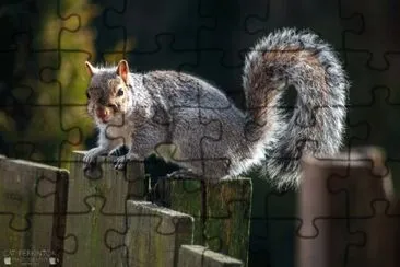 Squirrells birds cats   dogs jigsaw puzzle