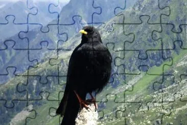 Gracchio alpino jigsaw puzzle