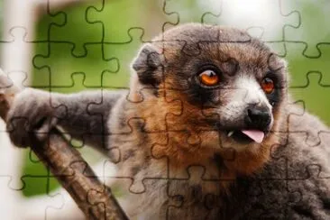 Lemure mongoz jigsaw puzzle