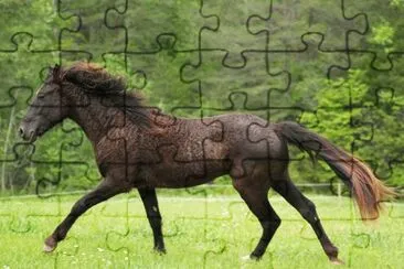 American curly jigsaw puzzle