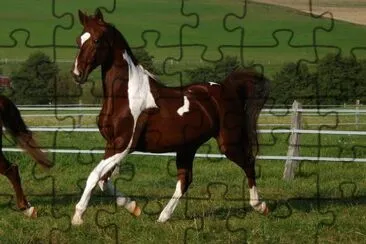 American saddlebred jigsaw puzzle