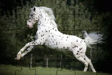 Appaloosa jigsaw puzzle