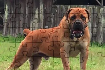 Boerboel