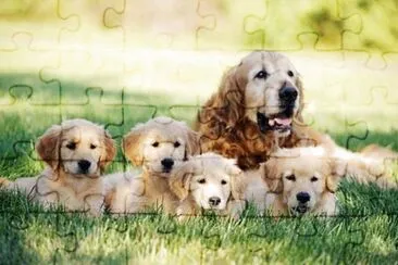 animales jigsaw puzzle