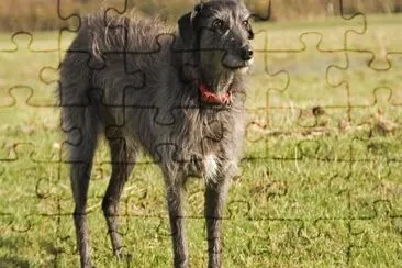 Levriero lurcher