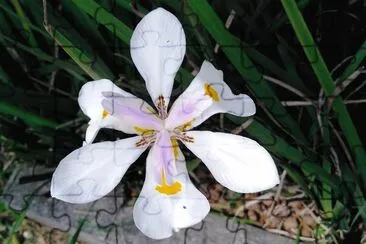 flor de jardim morÃ©ia