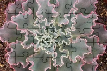 succulent 2 jigsaw puzzle