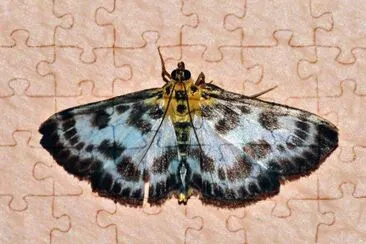 Anania colorata