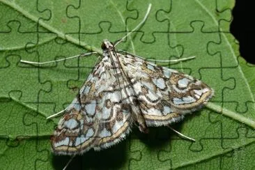 Elophila nymphaeata