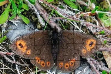 Erebia jigsaw puzzle