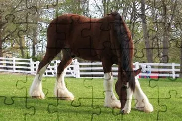 Clydesdale jigsaw puzzle