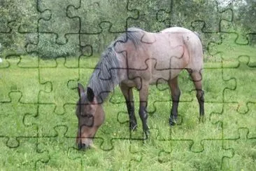 Criollo jigsaw puzzle