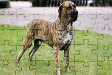 Fila brasileiro