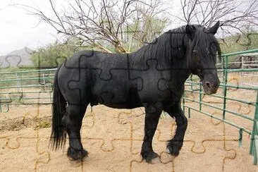 Percheron