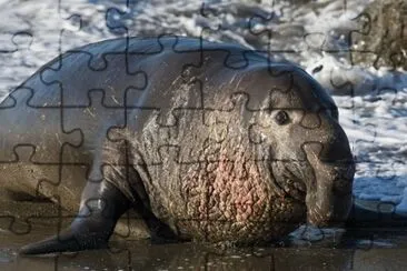 Elefante marino jigsaw puzzle