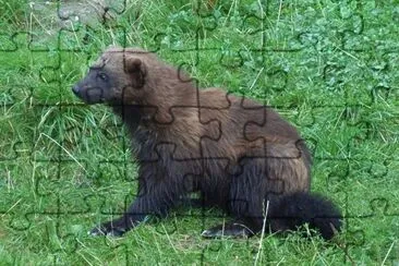 Orso  puzzola