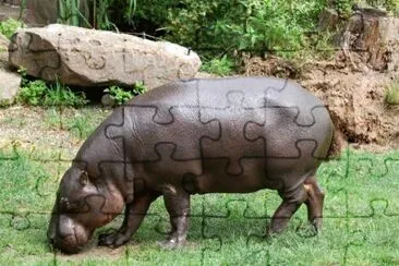 Ippopotamo pigmeo jigsaw puzzle