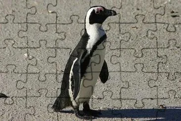 Pinguino africano