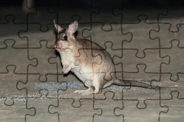 Ratto gigante malgascio jigsaw puzzle