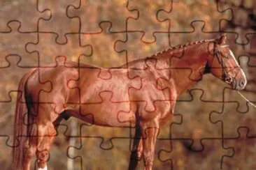 Da sella francese jigsaw puzzle