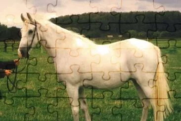 Shagya jigsaw puzzle