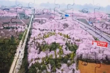 More Cherry Blossoms jigsaw puzzle