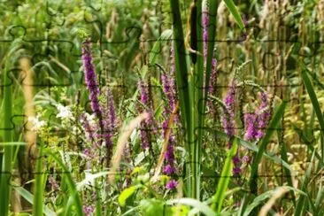 Lavender jigsaw puzzle