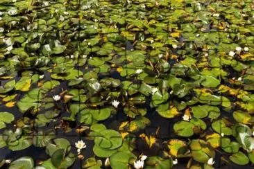 LilyPads