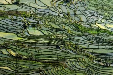 Rice Terraces in Honghe jigsaw puzzle