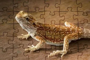 Drago barbuto jigsaw puzzle