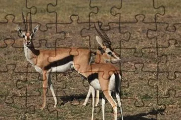 Antilope africana jigsaw puzzle