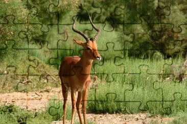 Antilope jigsaw puzzle