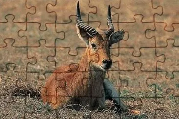 Antilope rossa jigsaw puzzle